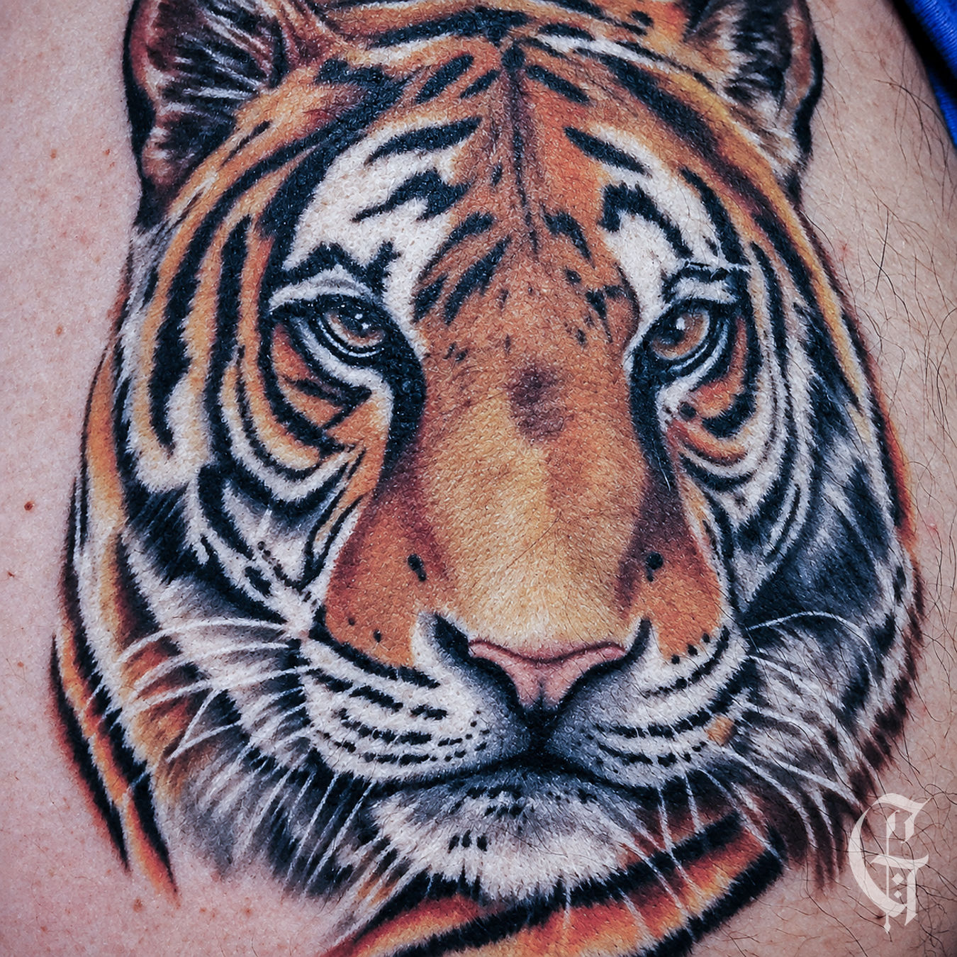 Tatouage de tête de tigre réaliste en couleur, réalisé par Gaston à Montélimar