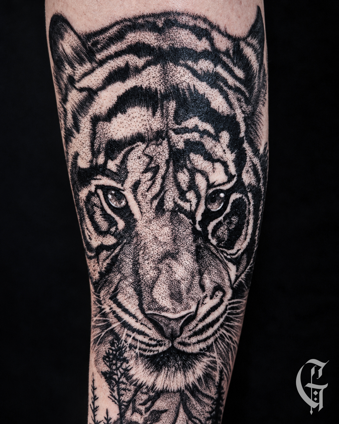 Tatouage de tigre noir et gris en dotwork et pepper shading, réalisé par Gaston